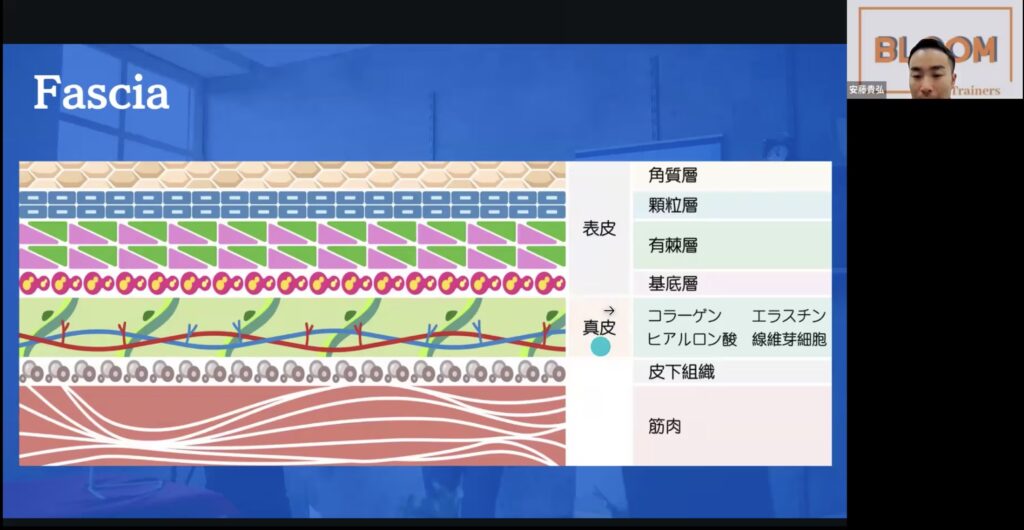 現場で使える筋膜の基礎知識