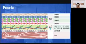現場で使える筋膜の基礎知識